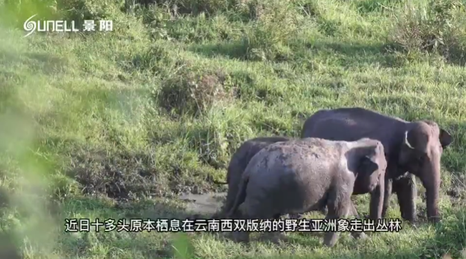 全球關(guān)注“一路象北” 景陽(yáng)熱成像助力野生動(dòng)物保護(hù)